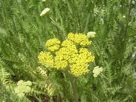 Flora-cult-A