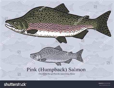 Pink Humpback Salmon Vector Illustration Refined Stock Vector Royalty