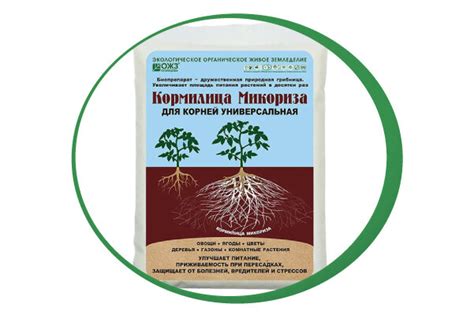 Микориза: что она дает растениям и когда она бесполезна?