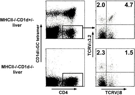 Cd D Dependent V V T Cells Liver Lymphocytes From A Pair Of Mhc