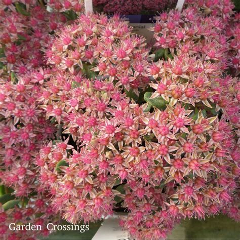 There S A New Sedum Taking The Stage For And It Is Rock N Grow