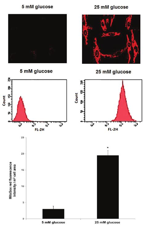 High Glucose Induces An Increase In Mitochondrial ROS Production In