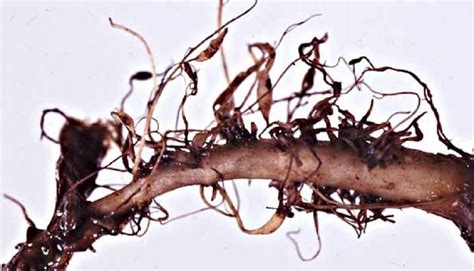 Biology Of Root Knot Nematodes In Sugar Beet Crops AHDB