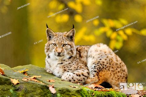 Northern Lynx Lynx Lynx Lynx Juvenile Resting On A Rock In Autumn