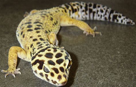 Leopard Gecko Bright Spotted Desert Lizard Animal Pictures And