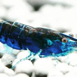 Jual Udang Hias Biru Aquascape Blue Diamond Shrimp Neocaridina Kota