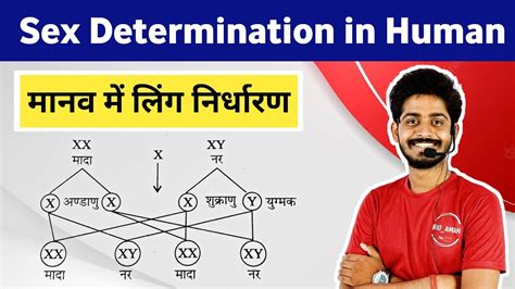 Sex Determination In Human Hindi By