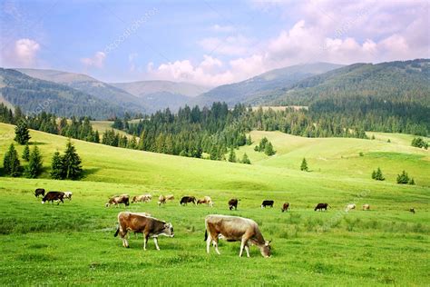 Carpathian Mountains — Stock Photo © joyfull #1019579