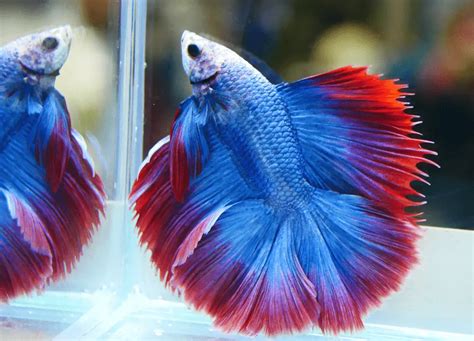 Revealing Spiritual And Symbolic Meanings Betta Fish Days Pets