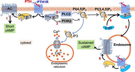 Gq 11 Dependent Regulation Of Endosomal CAMP Generation By Parathyroid