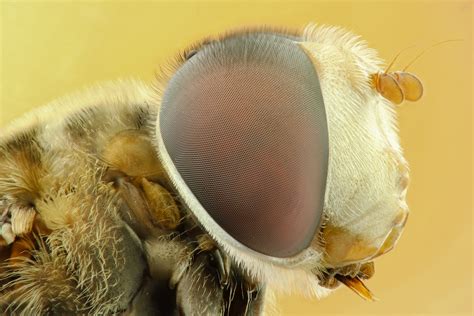 HoverFly - Macro on Fstoppers