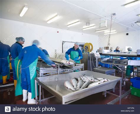 Fish Processing Plant High Resolution Stock Photography And Images Alamy