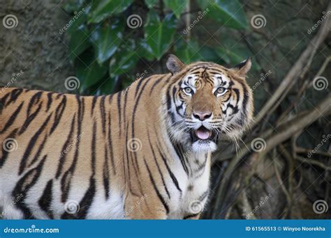 The Ferocious Tiger Stock Image Image Of Gaze Wildlife 61565513