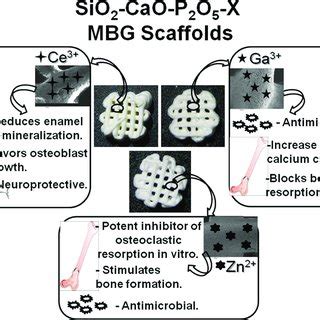 Schematic Representation Of Possible Biological Properties Possessed By