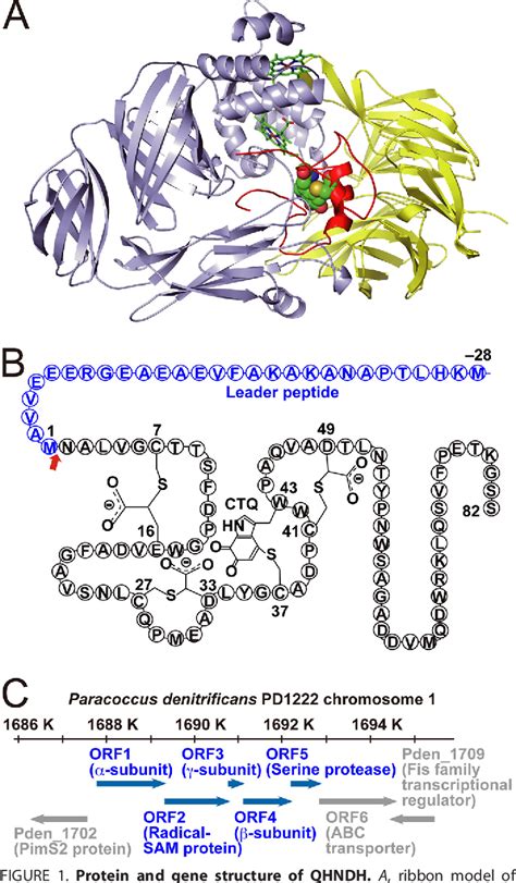 Figure From An Unusual Subtilisin Like Serine Protease Is Essential