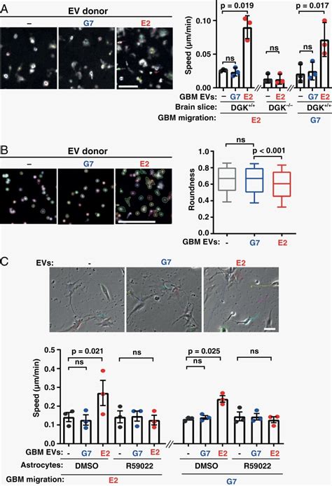 Glioblastoma Extracellular Vesicles Influence Glial Cell Hyaluronic