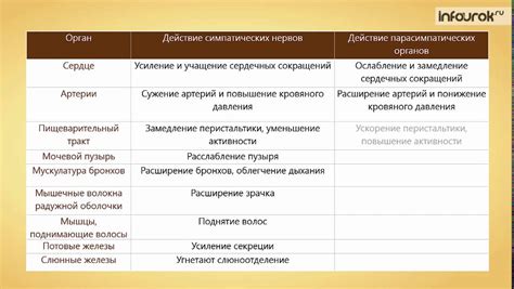 Вегетативная нервная система - YouTube