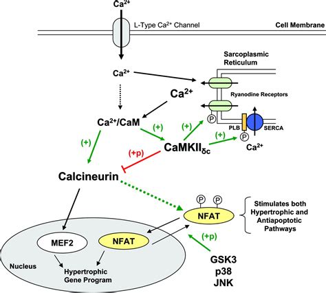 Camkii Negatively Regulates Calcineurinnfat Signaling In Cardiac