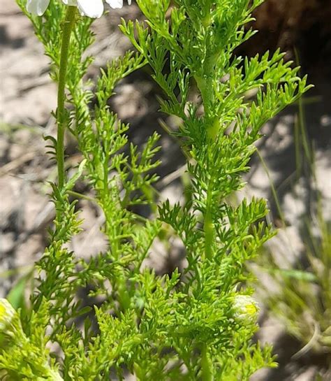 Anthemis Cotula L Chamomile World Flora Pl Ntnet Identify