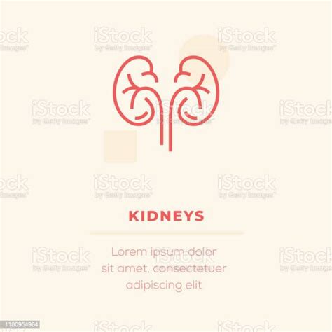 신장 벡터 아이콘 스톡 일러스트 건강관리와 의술에 대한 스톡 벡터 아트 및 기타 이미지 건강관리와 의술 과학 디자인