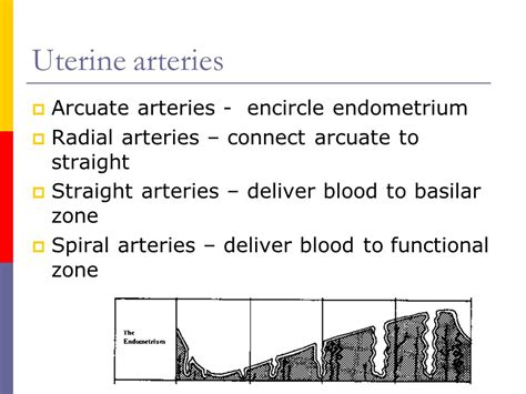 Female Reproductive System Ppt Video Online Download