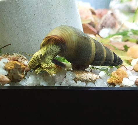 Any advice for getting rid of assassin snail juveniles to make my 165L