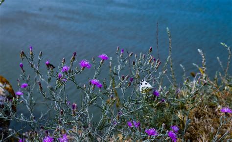 Wasser Blumen Meer Kostenloses Foto Auf Pixabay Pixabay