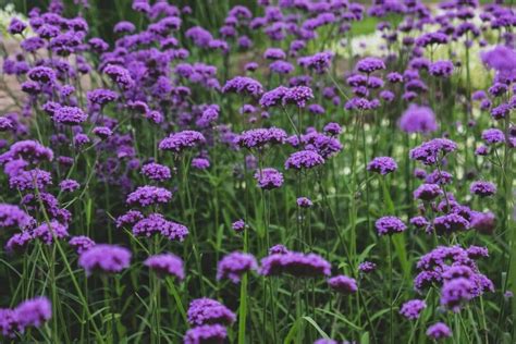 Heliotrope Flower Meaning, Symbolism, and Uses - Petal Republic