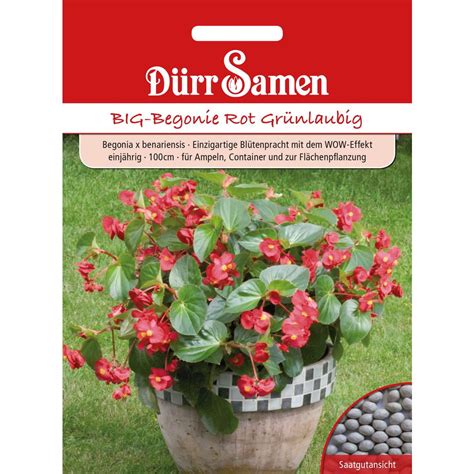 D Rr Samen Big Begonie Rot Gr Nlaubig Packung Bloomling Schweiz