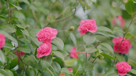 Spring Nature Background Pink Petals Of Camellia Japonica Flower