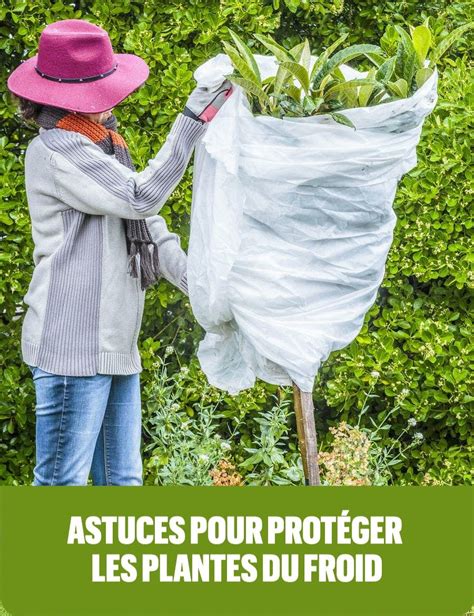 Protéger les plantes contre le froid les meilleures solutions