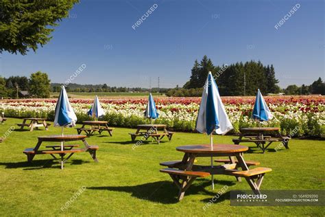 Picnic Tables And Umbrellas — benches, willamette - Stock Photo ...