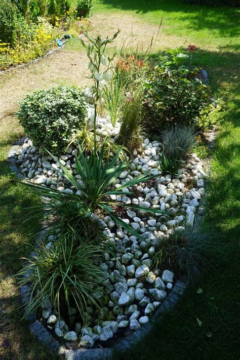 Yucca Blooming With White Flowers In July Yucca Is A Genus Of