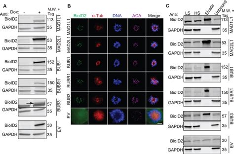 Establishment Of Inducible BioID2 Tagged SAC Protein BUB1 BUB3