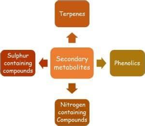 Difference Between Primary Metabolites and Secondary Metabolites (with Comparison Chart) - Bio ...