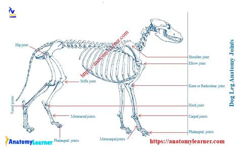 Dog Leg Anatomy with Labeled Diagram - Bones, Joints, Muscles and ...