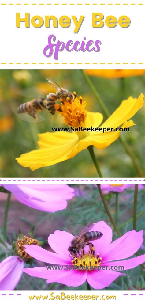 The-Honey-Bee-Species - SA BeeKeeper