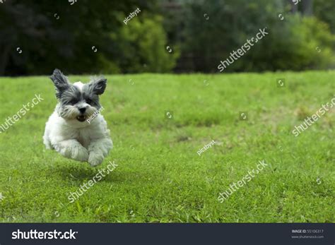 Cute White Dog Running Outside Through Stock Photo 55106317 Shutterstock