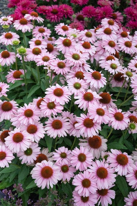 Plant Growers Australia Echinacea Blush Sunseekers