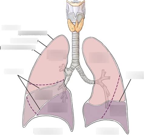 Chapter 2 Lung Labeling Diagram Quizlet