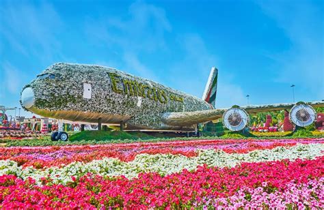 Emirates A380 Plane among the Flowers of Miracle Garden, Dubai, UAE ...