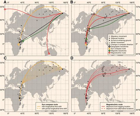 Study: Siberian Willow Warblers Migrate Incredible 8,000 Miles One Way