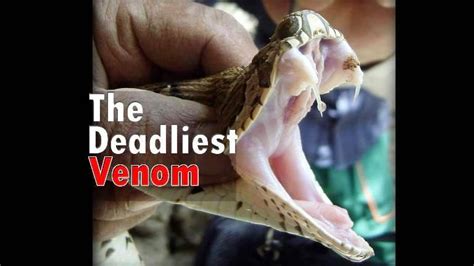 The Deadliest Venom In The World - Wildlife Nest