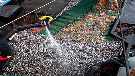 Big Net Fishing Havest And Processing Hundred Tons Fish On Modern Boat