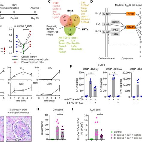 Rapid Il 17 Response In Tissue Resident Memory T Cells Is Download