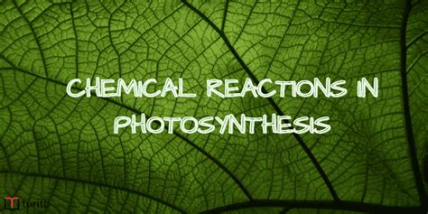 Chemical Reactions in Photosynthesis and Steps Involved