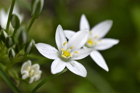 Estrella De Bel N Flor Cuidados