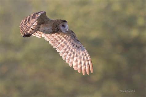 Eastern Grass Owl Tonjiandsylviasbirdlist