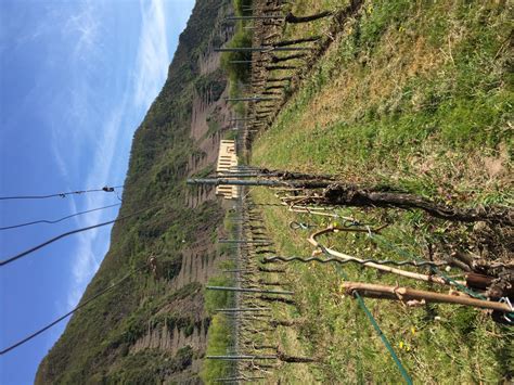 Weingut Amlinger Sohn Neef Mosel Wein Und Urlaub Ferienwohnung Und