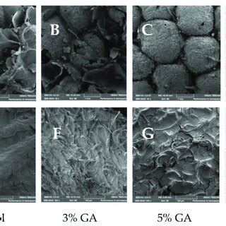 Scanning electron microscopy (SEM) images for the control samples, 3% ... 